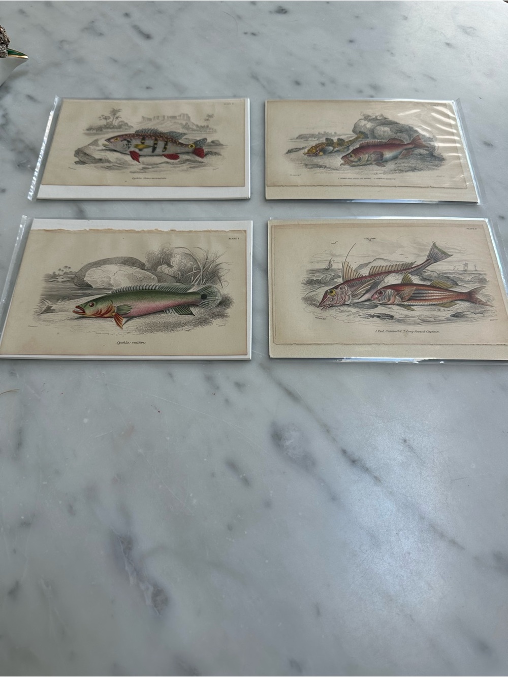 1800s William Jardine The Naturalist Library Rare Fish Chromolithographs